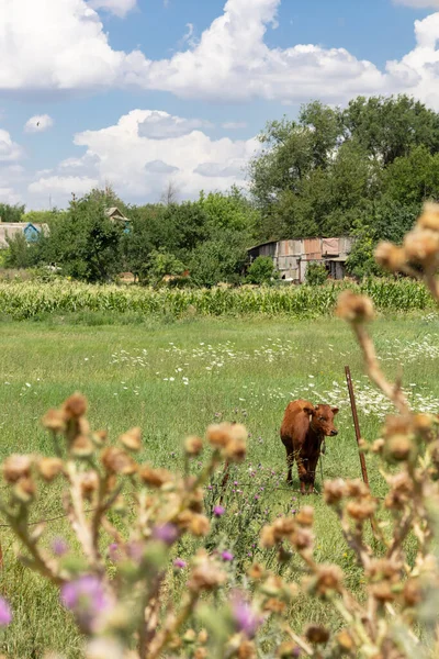 Summer in the countryside of the Zaporizhzhia region.