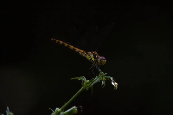 Dragonfly. Summer in the countryside of the Zaporizhzhia region.