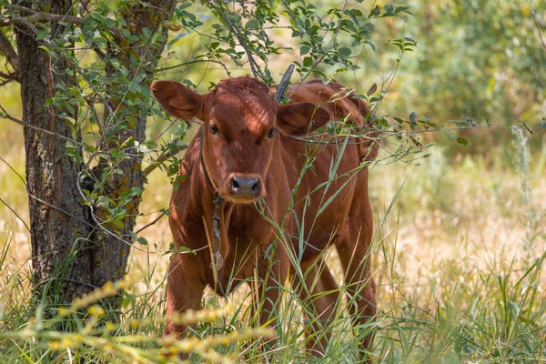 Summer in the countryside of the Zaporizhzhia region.