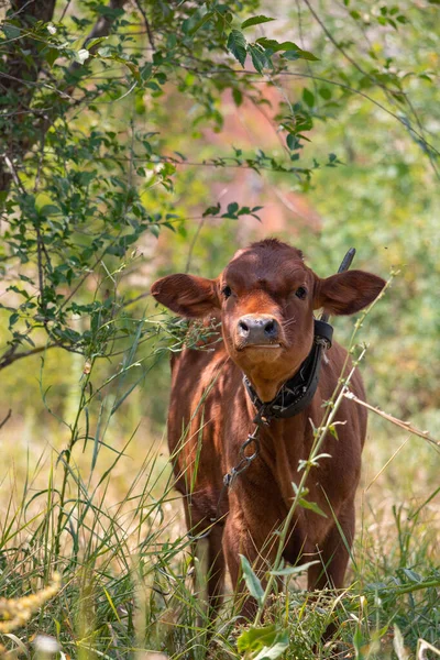 Summer in the countryside of the Zaporizhzhia region.
