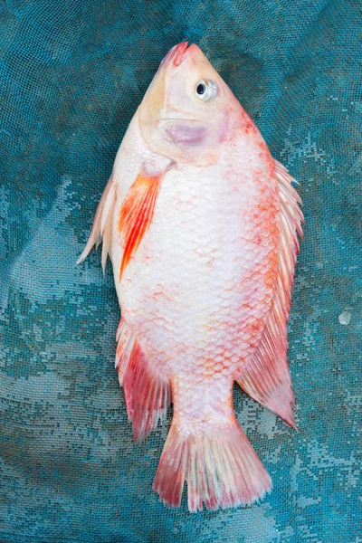 Świeże ryby — Zdjęcie stockowe