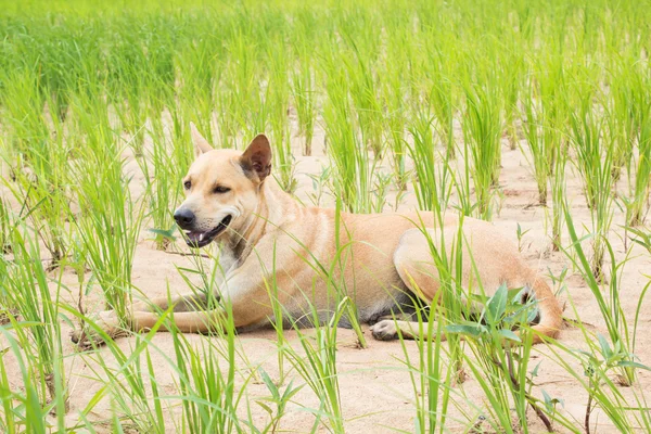 Ładny pies siedzi na ryżowe pole — Darmowe zdjęcie stockowe