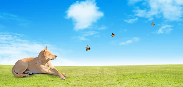 Собака на зеленом поле — стоковое фото