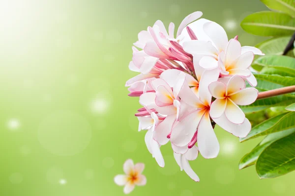 Frankipani blomma bakgrund — Stockfoto