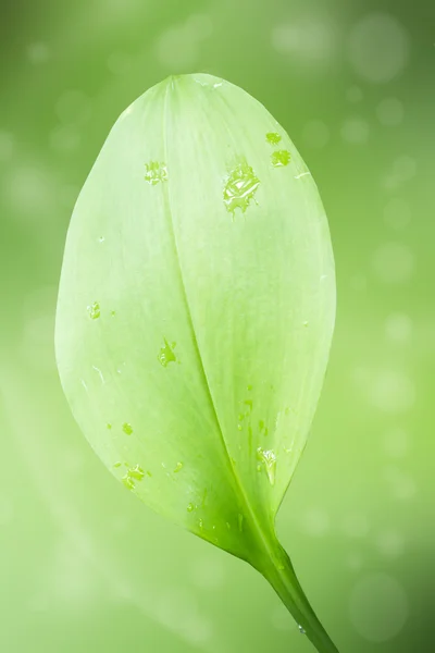 Leaf textur bakgrund — Stockfoto