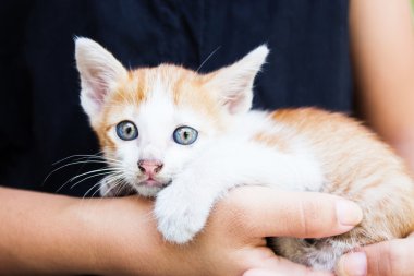 yavru kedi tutan kadın
