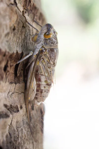 Cicada insect on the tree — Stock Photo, Image