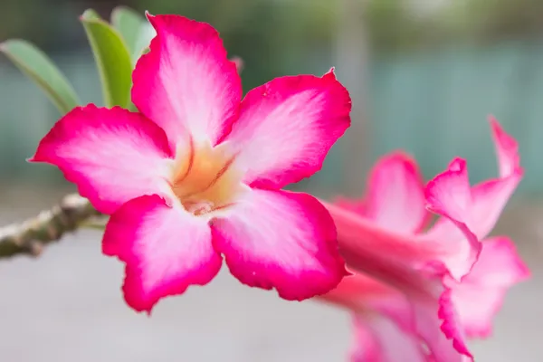 Цветок Импалы — стоковое фото