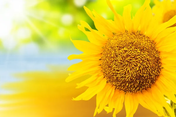 Close Up Sunflower Background — Stock Photo, Image