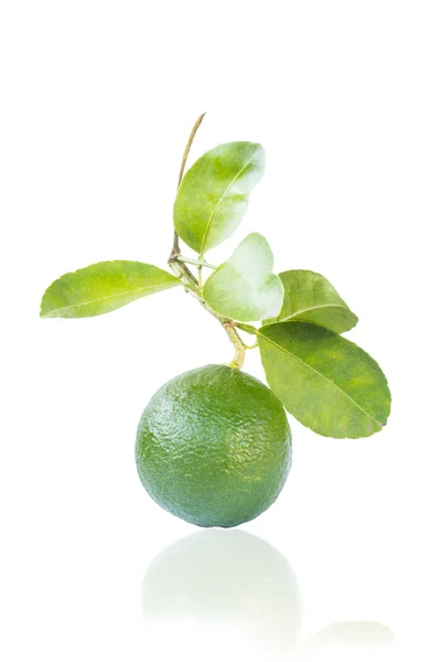 Yeşil limon izole — Stok fotoğraf