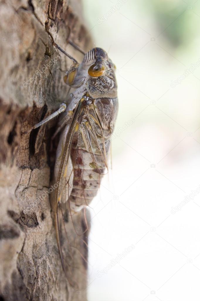 Cicada insect on the tree