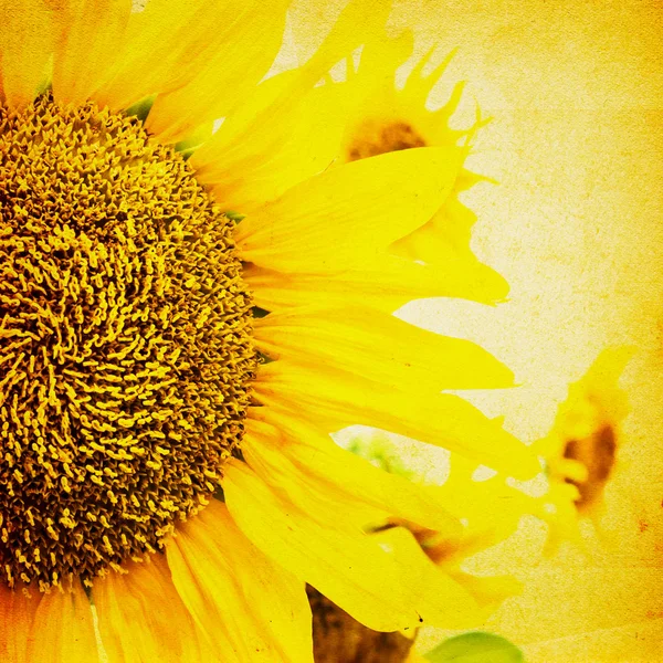 Sfondo girasole — Foto Stock