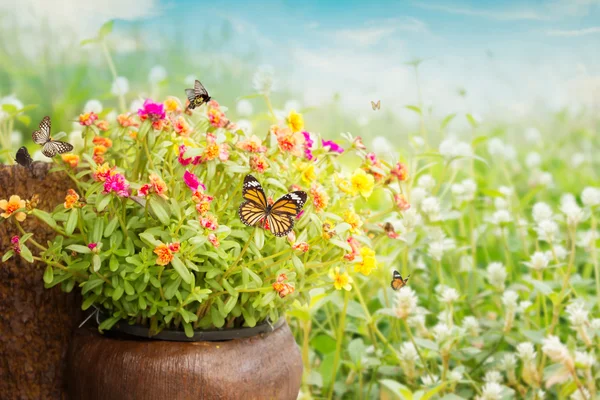 Fundal comun de flori Purslane — Fotografie, imagine de stoc