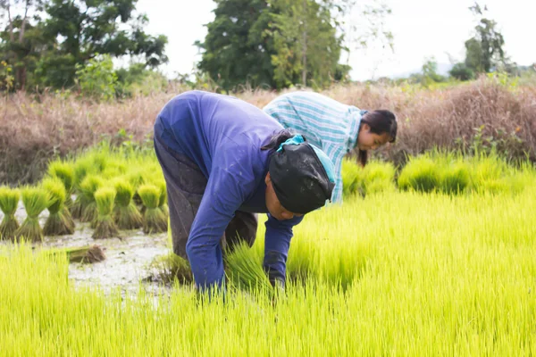 Trabajo campesino tailandés en plantación de arroz, aspecto dramático —  Fotos de Stock