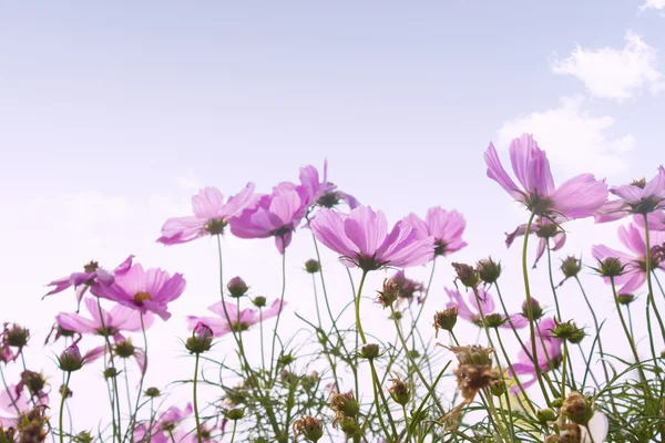 코스모스 꽃 배경 — 스톡 사진