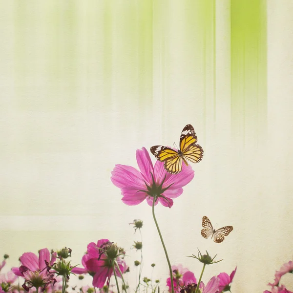 コスモスの花の背景 — ストック写真
