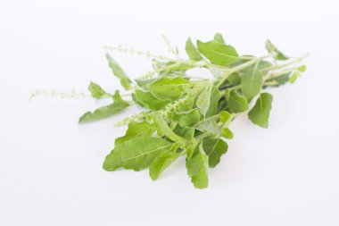 Beyaz arkaplanda fesleğen yaprağı