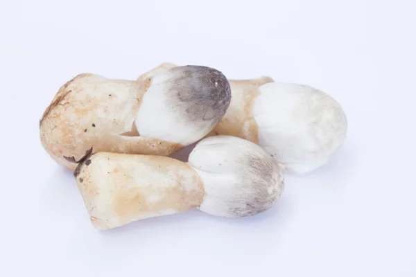 秸秆蘑菇 — 图库照片