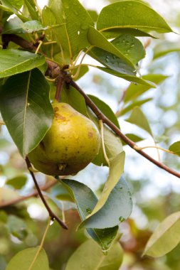 Armut Ağacı üzerinde