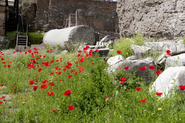 Ruïnes van het Romeinse forum. Rome, Italië — Stockfoto