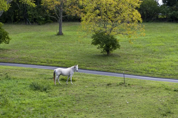 White horse — Stock Photo, Image