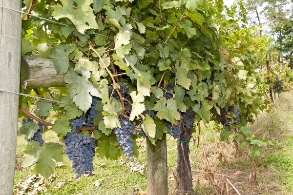 Uvas en la vid —  Fotos de Stock