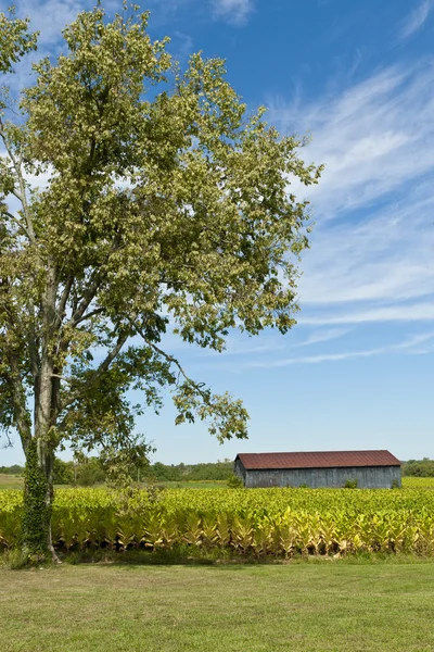Country landscape with barn and tobacco plants field. — Stock Photo, Image