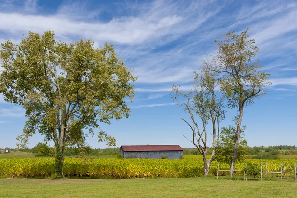 Paisagem rural com celeiro e campo de plantas de tabaco . — Fotografia de Stock