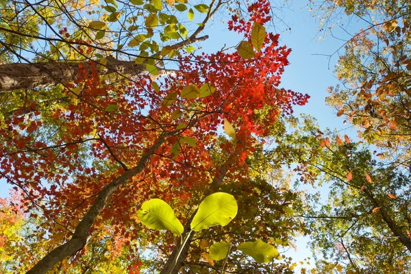 Fogliame autunnale colorato lussureggiante — Foto Stock