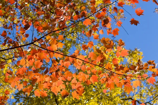 Saftiges buntes Herbstlaub — Stockfoto