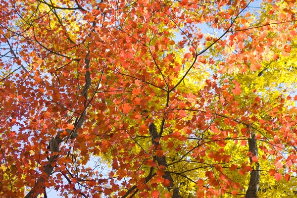 Πλούσια πολύχρωμα φύλλα το φθινόπωρο — Φωτογραφία Αρχείου