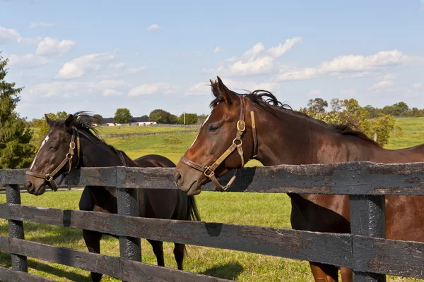 Paarden — Stockfoto