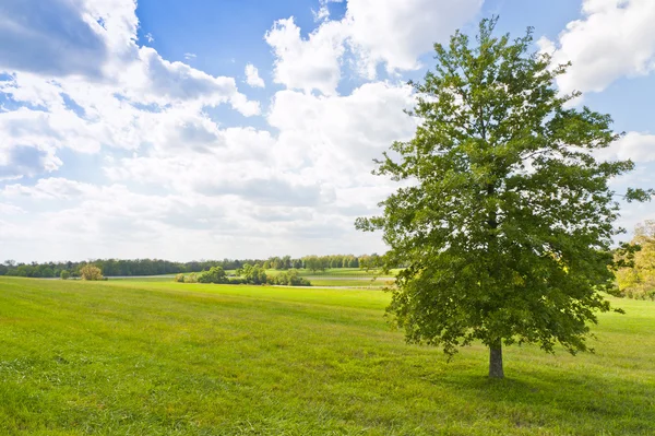 Zomer landschap met een boom — Stockfoto