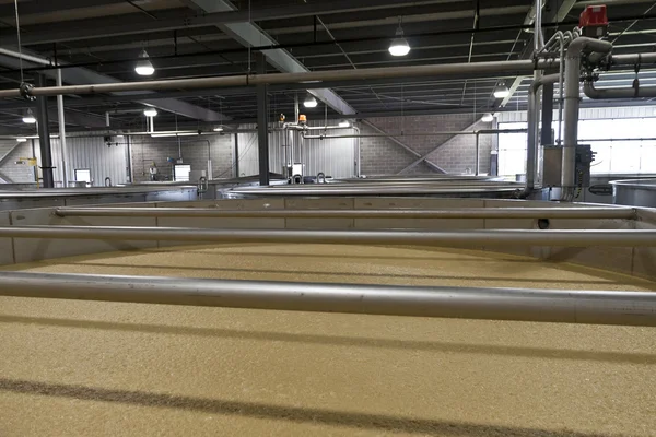 Bourbon maïs mash fermenteren in distilleerderij — Stockfoto