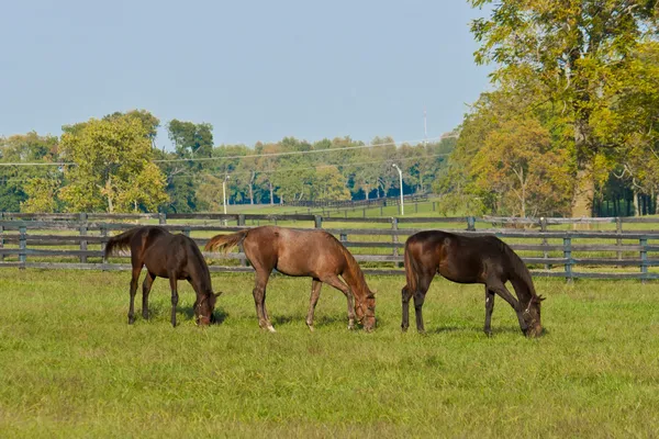 Drie paarden — Stockfoto