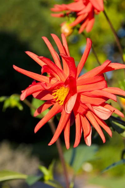 Красивые красные цветы георгины в саду — стоковое фото