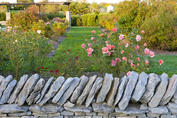 Jardim de rosas atrás de uma parede de pedra — Fotografia de Stock