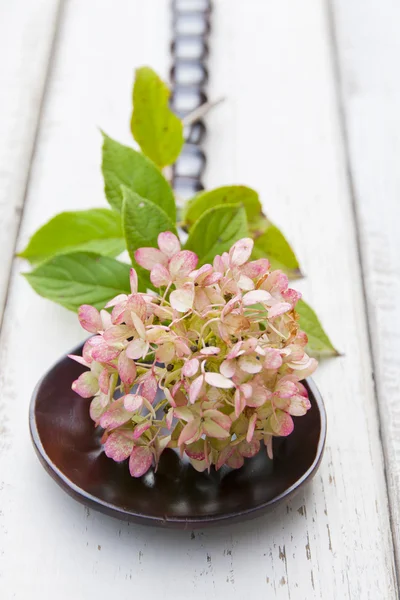 Hortensia mot rustikt trä — Stockfoto