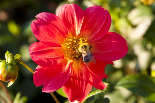 Honey bee on dahlia flower in a garden — Stock Photo, Image