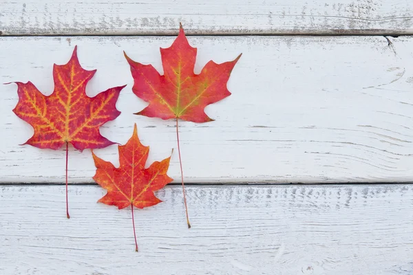 Herfst achtergrond — Stockfoto