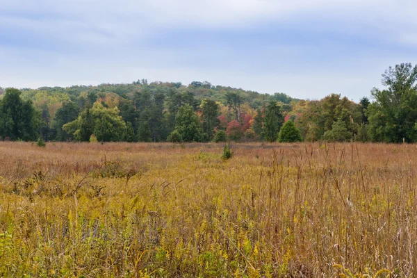 Herfst landschap met bos en weiland op de voorgrond — Stockfoto