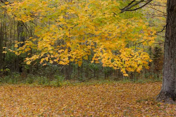 Gele maple in herfst bos — Stockfoto