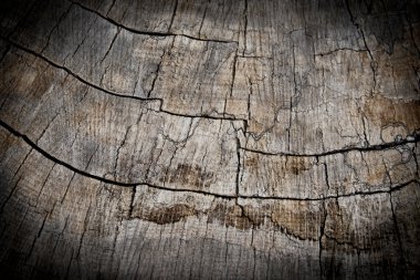 ağaç halkaları yakın çekim skeç ile