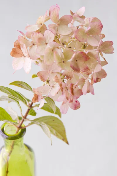 Rosa - gröna höst hortensia — Stockfoto