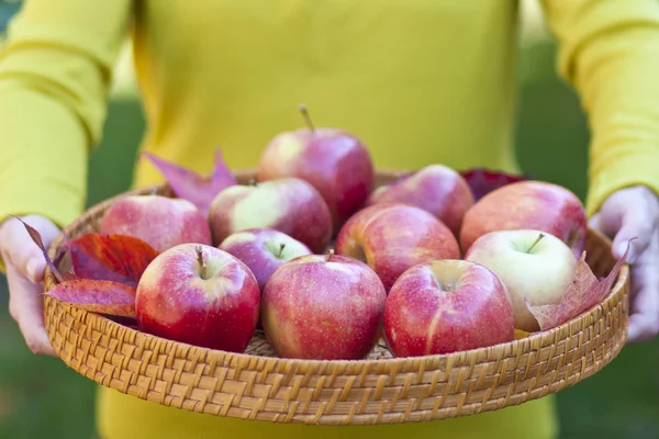 Frau hält Tablett mit Herbstäpfeln, flach dof — Stockfoto