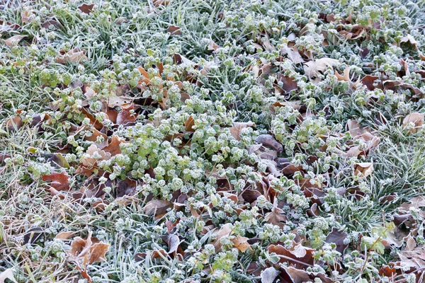 Заморожені трави — стокове фото