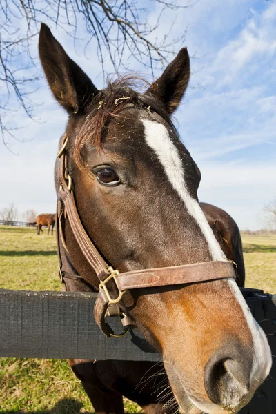 Porträtt av brun häst — Stockfoto