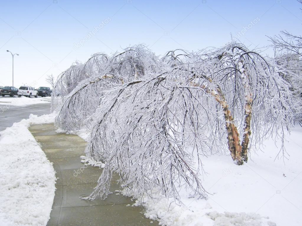 Trees bent over from the weight of the ice