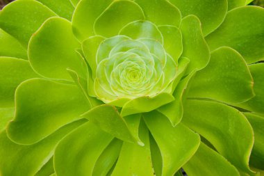 Yeşil tropikal bitki