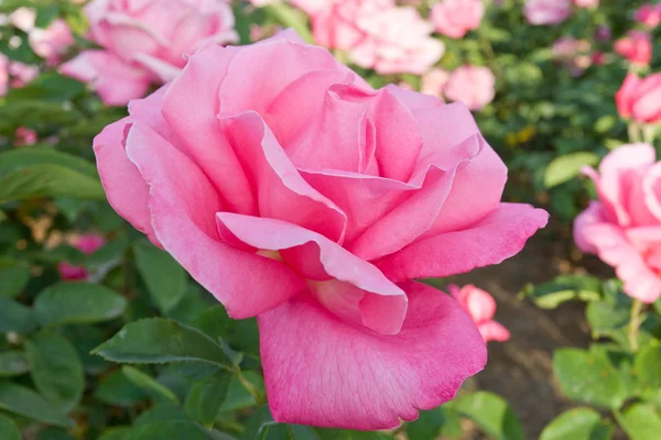 Rosa rosor i en trädgård. — Stockfoto